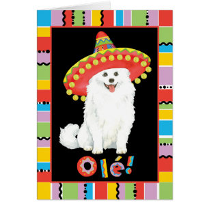 Fiesta American Eskimo Dog