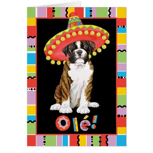 Fiesta Boxer (Front)