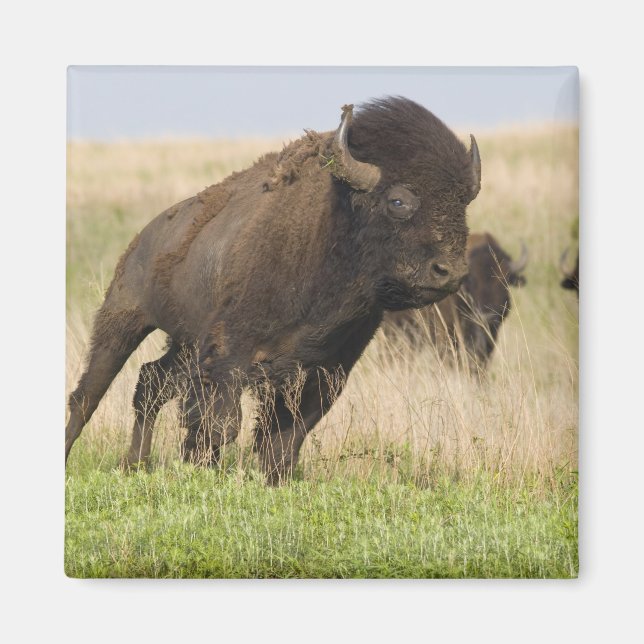 Fiesty young bison bull at the Tallgrass Magnet (Front)
