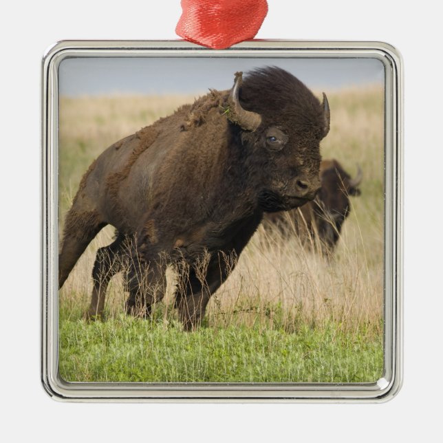 Fiesty young bison bull at the Tallgrass Metal Ornament (Front)