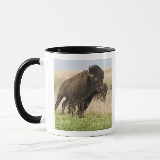 Fiesty young bison bull at the Tallgrass Mug (Left)