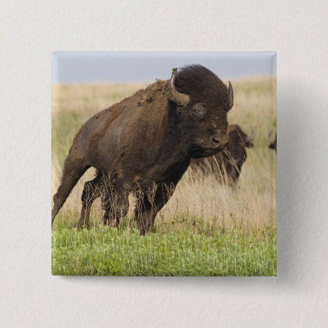 Fiesty young bison bull at the Tallgrass Pinback Button (Front)