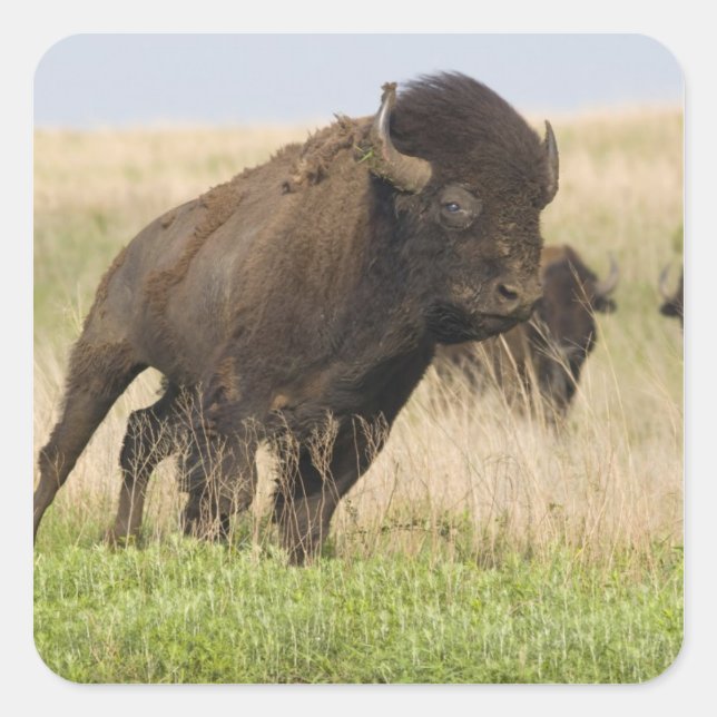 Fiesty young bison bull at the Tallgrass Square Sticker (Front)