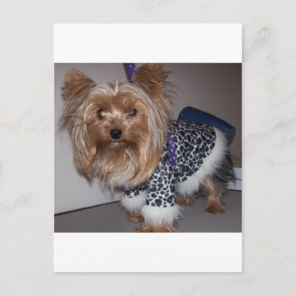 "Fifi" the Yorkie! Postcard