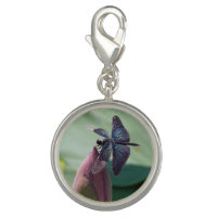 Fifth Dazzling Dragonflies