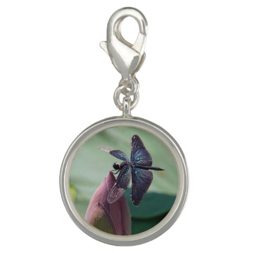 Fifth Dazzling Dragonflies Charm