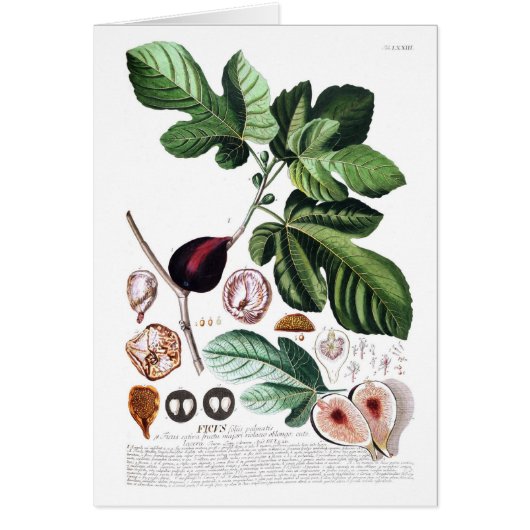 Fig Cards (Front)