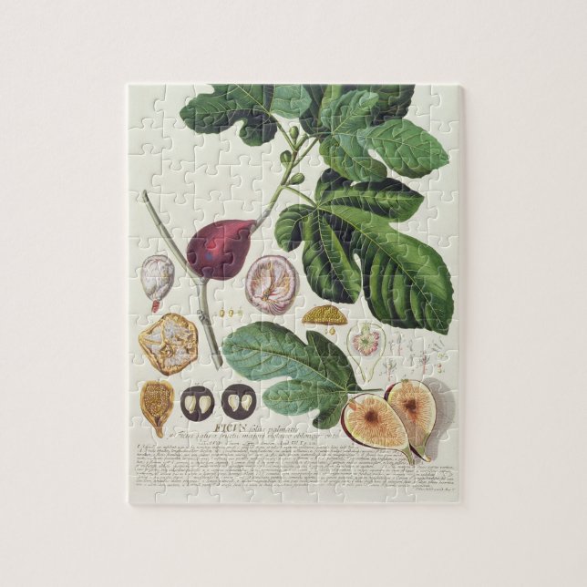 Fig, engraved by Johann Jakob Haid (1704-67) plate Jigsaw Puzzle (Vertical)