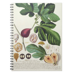 Fig, engraved by Johann Jakob Haid (1704-67) plate Notebook