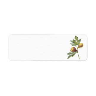 fig(Ficus violacea) by Redouté Label