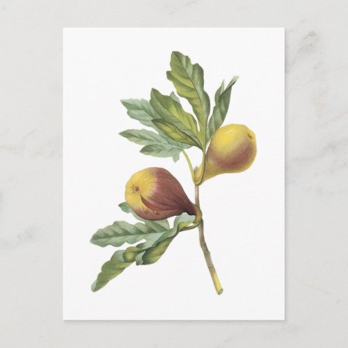 figFicus violacea by Redout Postcard