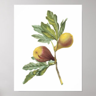 fig(Ficus violacea) by Redouté Poster
