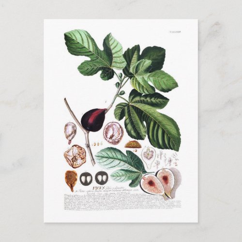 Fig Postcard