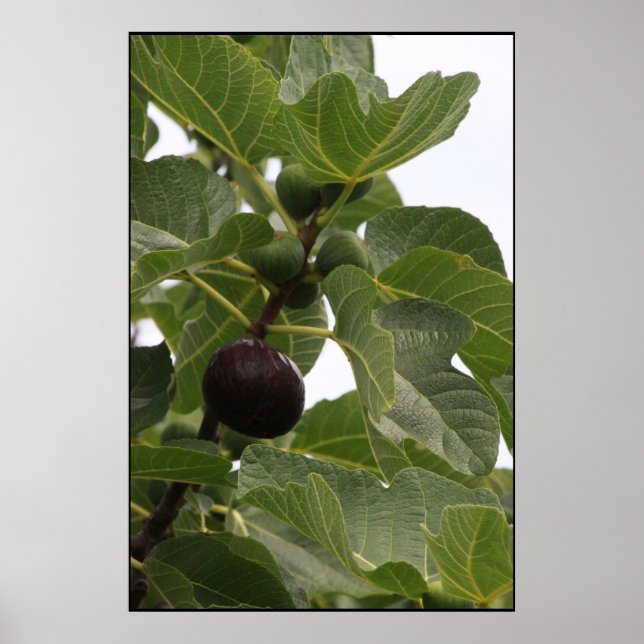 Fig Poster (Front)