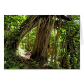 Fig Tree Tunnel (Front Horizontal)