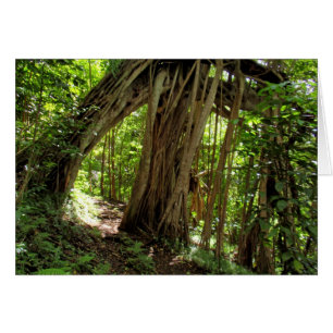 Fig Tree Tunnel Cards