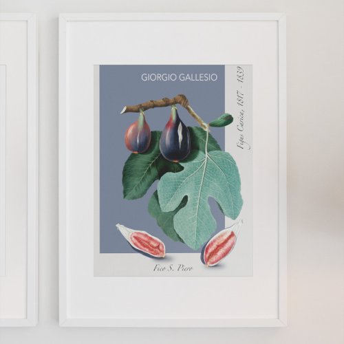 Fig Vintage Botanical Illustration Poster