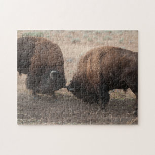 Fighting American Bison Bulls Wildlife Puzzle