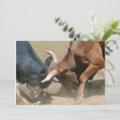 Fighting Bulls (Standing Front)