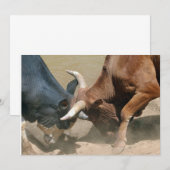 Fighting Bulls (Front/Back)