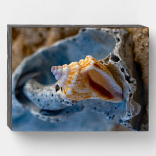 Fighting Conch on a Broken Beauty Wooden Box Sign