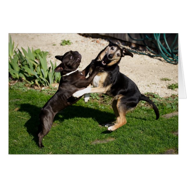 Fighting Dogs Cards (Front Horizontal)