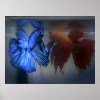 Fighting Fish Poster by tempera70 at Zazzle