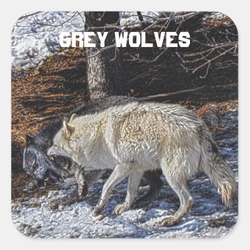 Fighting Grey Wolves Square Sticker