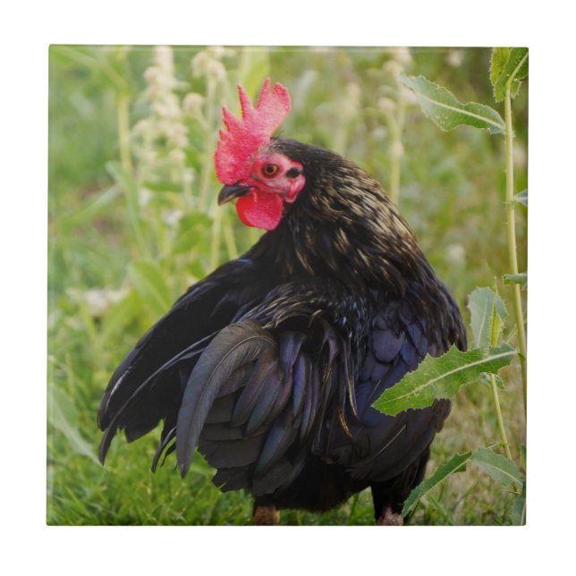 Fighting Rooster Ceramic Tile (Front)