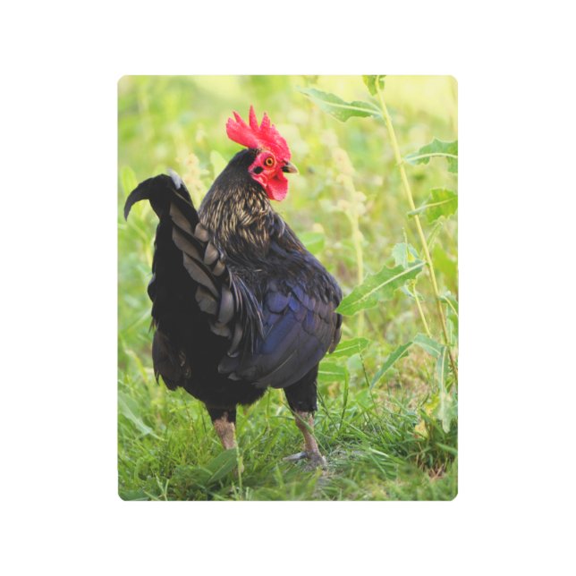 Fighting Rooster Metal Print (Front)