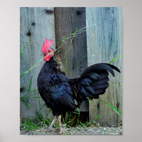 Fighting Rooster Poster