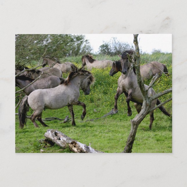 fighting stallions postcard (Front)