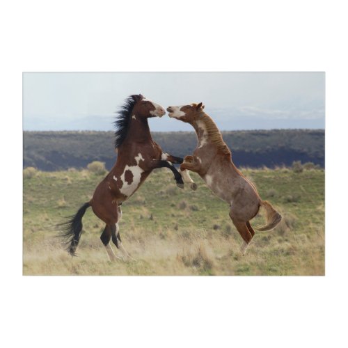 Fighting Stallions Steens Mountains Oregon Acrylic Print