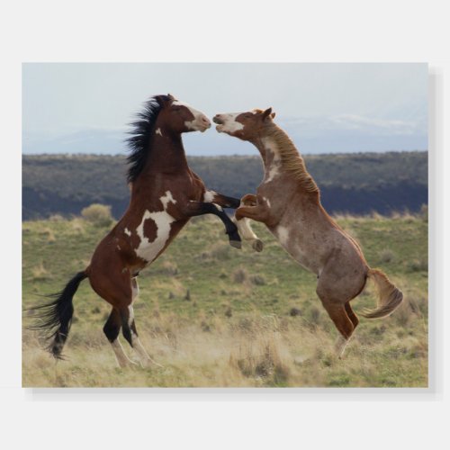 Fighting Stallions Steens Mountains Oregon Foam Board