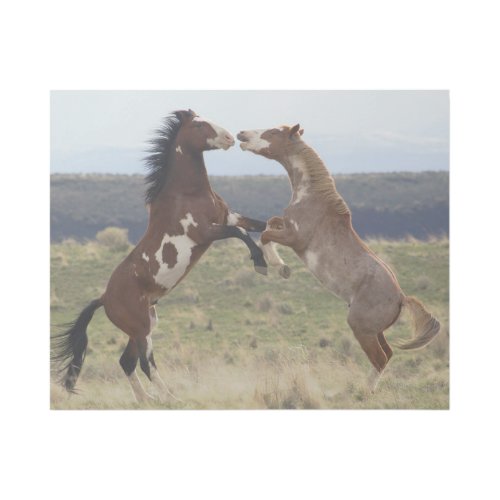 Fighting Stallions Steens Mountains Oregon Gallery Wrap