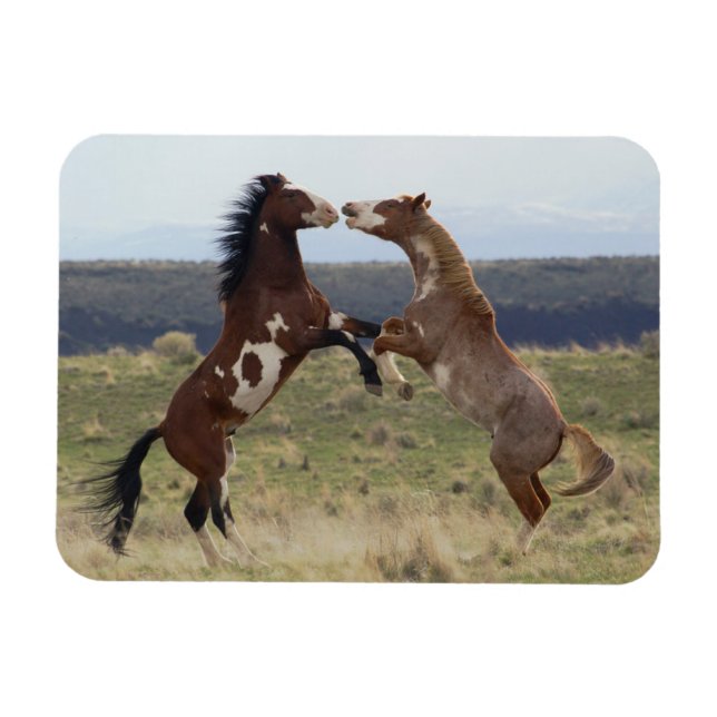 Fighting Stallions, Steens Mountains, Oregon Magnet (Horizontal)