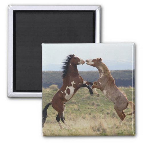 Fighting Stallions Steens Mountains Oregon Magnet