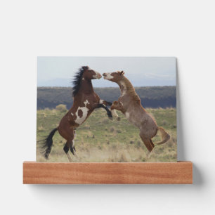 Fighting Stallions, Steens Mountains, Oregon Picture Ledge