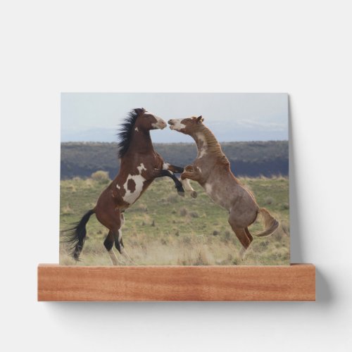 Fighting Stallions Steens Mountains Oregon Picture Ledge