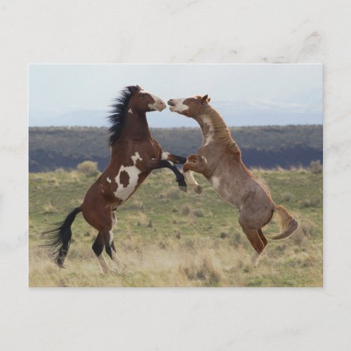 Fighting Stallions Steens Mountains Oregon Postcard