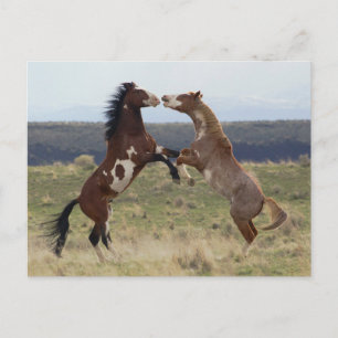 Fighting Stallions, Steens Mountains, Oregon Postcard