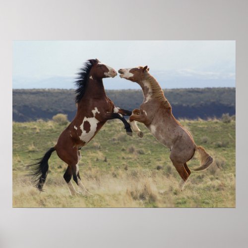 Fighting Stallions Steens Mountains Oregon Poster