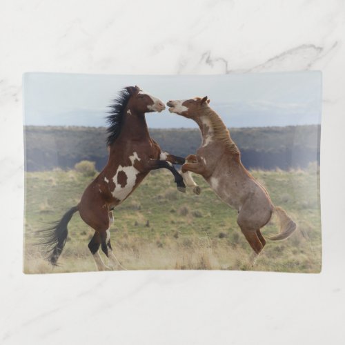 Fighting Stallions Steens Mountains Oregon Trinket Tray