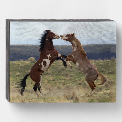 Fighting Stallions Steens Mountains Oregon Wooden Box Sign