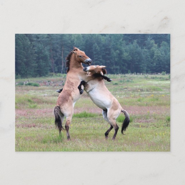 Fighting Wild Horses Postcard (Front)