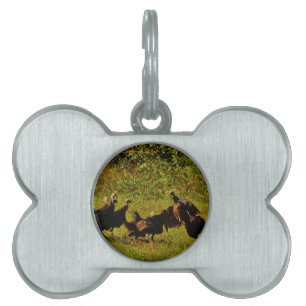 Fighting Wild Turkeys in The Smoky Mountains Pet Tag