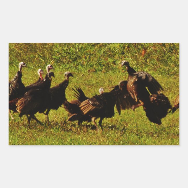 Fighting Wild Turkeys in The Smoky Mountains Rectangular Sticker (Front)