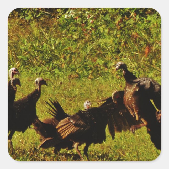 Fighting Wild Turkeys in The Smoky Mountains Square Sticker (Front)
