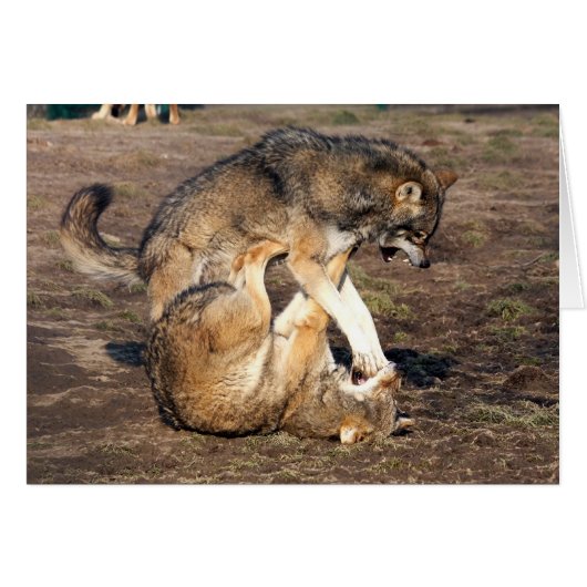 fighting wolves cards (Front Horizontal)