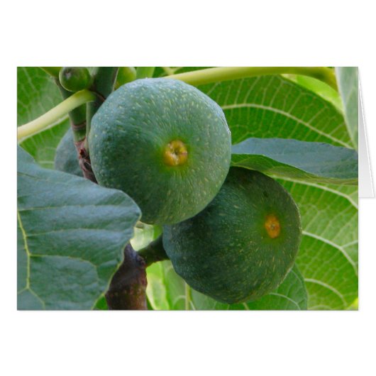 Figs Cards (Front Horizontal)